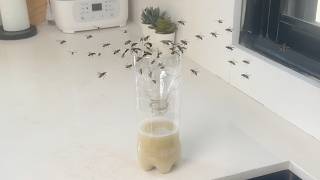 No More Flies Around Your Home! How to Make a Fly Trap That Works Fast!
