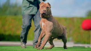 7  Month Monster of a DOG super RARE by Elite Boerboels (Dog Breeding&Protection Training) 2,171 views 3 months ago 1 minute, 25 seconds