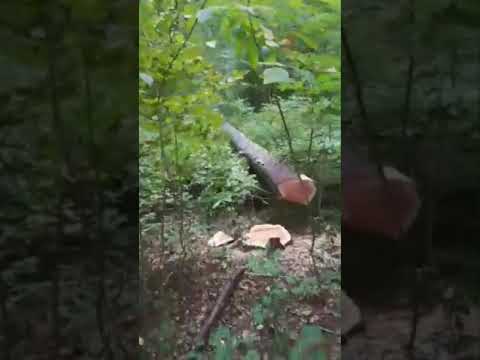 Logging in New York State