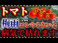 【トマト】梅雨は病気蔓延時期です!!梅雨時期に全枯れさせないためにやるべき作業！！