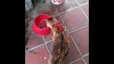 Watch the video about Icemans Snow Adventure