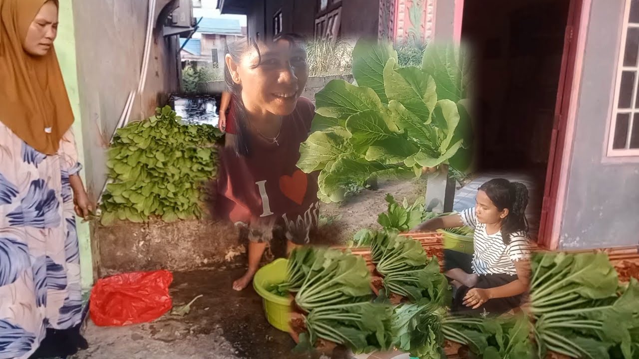 Hampir separoh sayur sawi nande bakti terjual habis