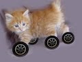 Why dont any animals have wheels