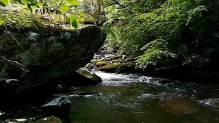 Enchanting Serenity: Deep Forest River Flow