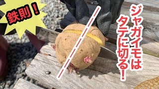 基本のじゃがいも栽培。たくさん収穫できる方法！【芽出し・植え付け】