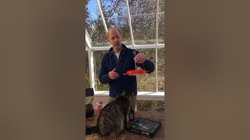 How to attract Orioles