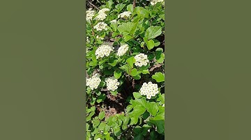 Thumbnail of 둥근잎 조팝나무 꽃 🌸 슬픔.이별 #꽃말 #조팝나무 #꽃 #flower #beautiful #nature #shorts