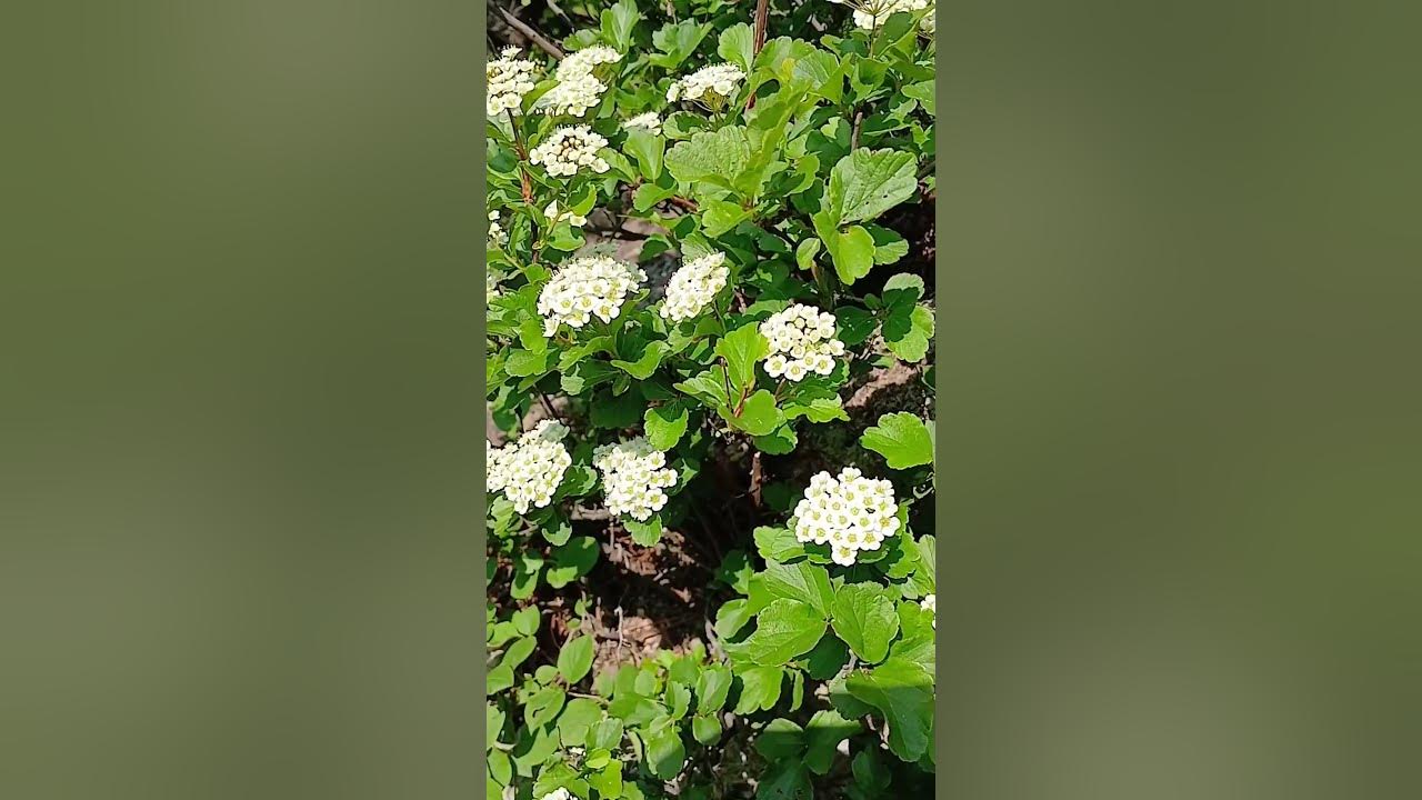 둥근잎 조팝나무 꽃 🌸 슬픔.이별 #꽃말 #조팝나무 #꽃 #flower #beautiful #nature #shorts