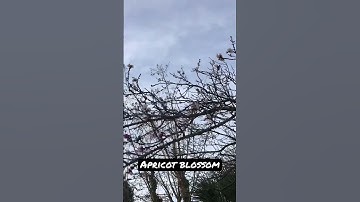 Thumbnail of Apricot blossom flowers #spring  #apricots #flowers #tree #shorts #viral #satisfying