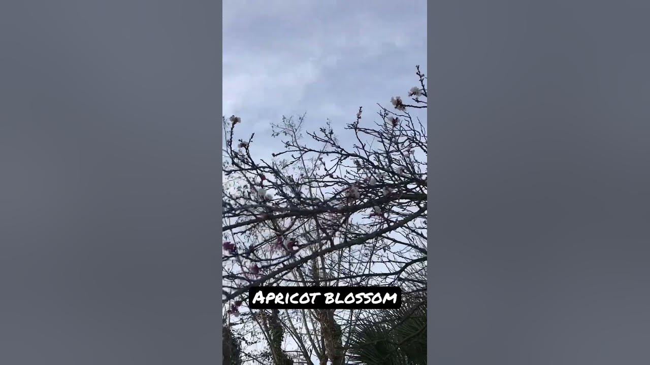 Apricot blossom flowers #spring #apricots #flowers #tree #shorts #viral #satisfying Apricot blossom flowers #spring #apricots #flowers #tree #shorts #viral #satisfying