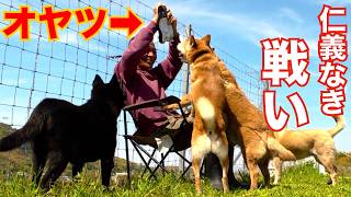 元噛み犬の群れにオヤツ持って入った飼い主の末路