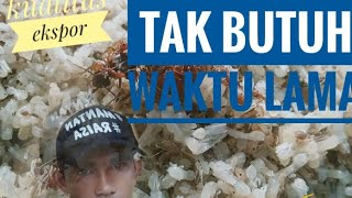 Cara membersihkan kroto telur semut rangrang