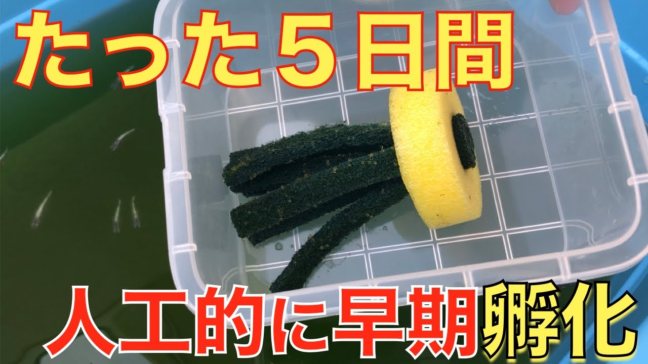 【ダルマメダカつくり！】作り方の理論で早期孵化させます！驚く結果になりました！