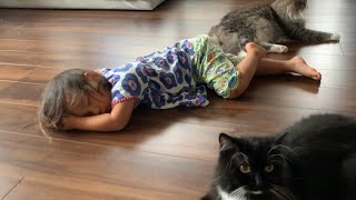 先客が甘えているとご主人に甘えるのを　遠慮する猫　ラガマフィン　Cats that are jealous of other cats