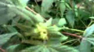 Budding UndeR c F l S