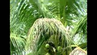 Coconut Cultivation - 01