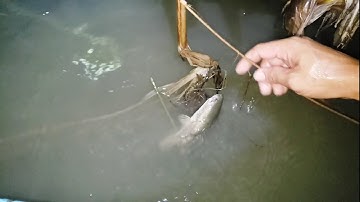 Đêm cắm câu cá lóc trên cánh đồng nước nổi