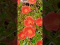 Beautiful natural flowers#flowers#nature #shorts#ytshorts #roseflowergarden #beautifulflowers#viral