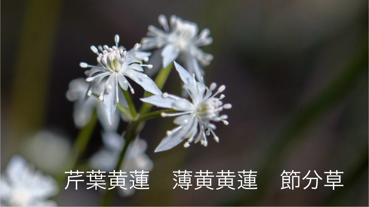 2026 02 23 セリバオウレン