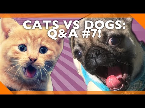 Cats Vs Dogs, And Other Important Questions: Q&A #7!