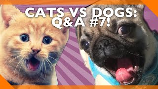 Cats Vs Dogs, And Other Important Questions: Q&A #7!