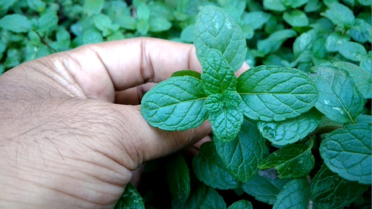mint (పుదినా) health benefits in telugu YouTube