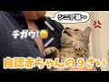 飼い主にシニア扱いをされて怒り出す9歳のネコちゃん