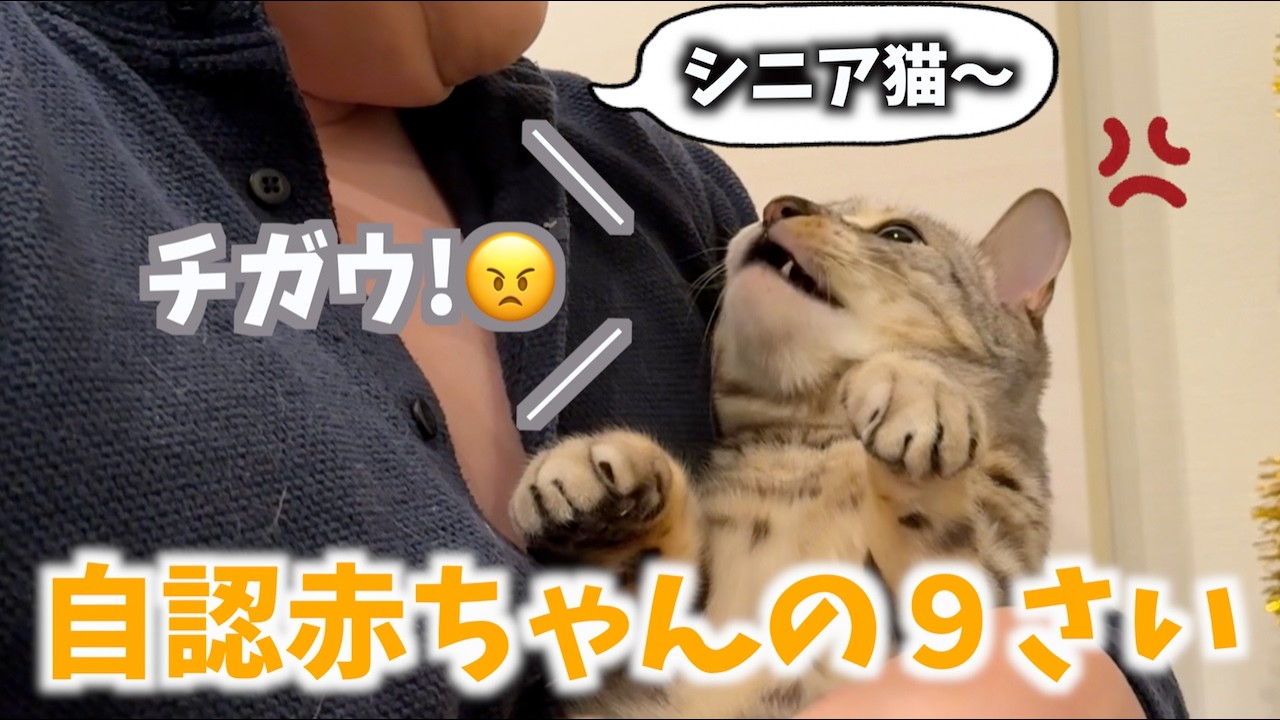まあたねこを 飼い主にシニア扱いをされて怒り出す9歳のネコちゃん - YouTube