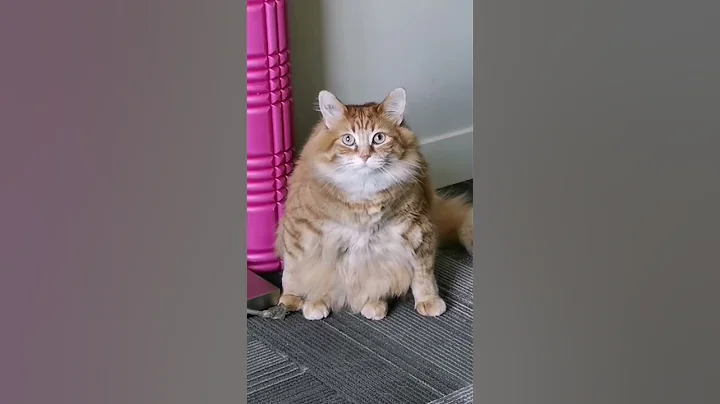 That's his power stance 😅 #cat #animals #cuteanimals #cutecat #pets - DayDayNews