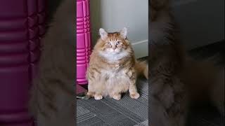 Thats His Power Stance