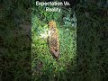 Expectation Vs Reality Trending2026 Exploreafrica Savethebees Liquidgold Tanzaniaeducation Fyp