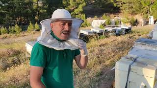 Zayıf Arıyı Güçlendirme, Bir Çıta Arıyı Harekete Geçirmek, Zayıf Arıya Güçlü Arıdan Arı Silkeleme.