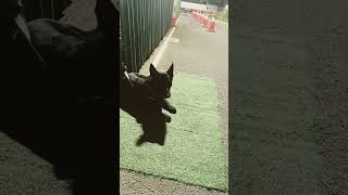#cute #funny #dog #lover #army #germanshepherd