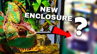 My Pet Chameleon Gets A New Enclosure!