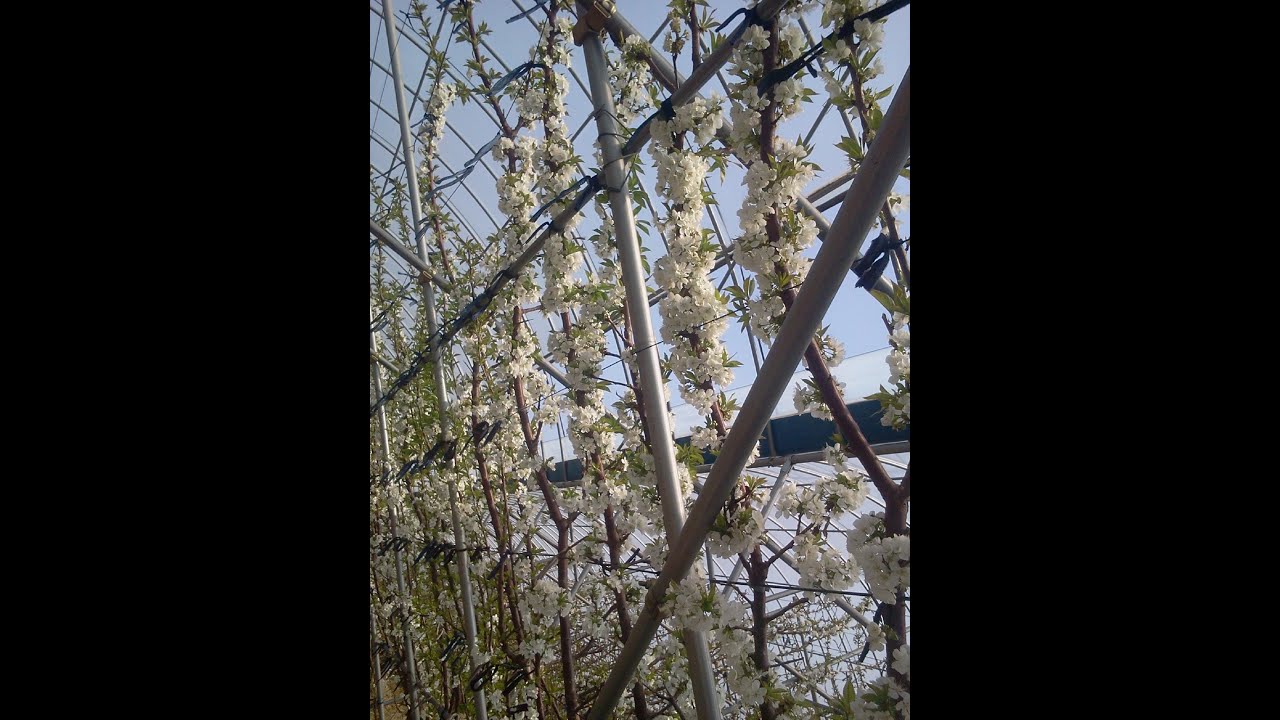 [3회-체리품종-타이톤-Tieton cherry]-"조은자두-체리농원" 은 자두,체리,복숭아,살구,프룬,기타하이브리드과수등을 재배하고 있는 핵과류재배 전문농원입니다