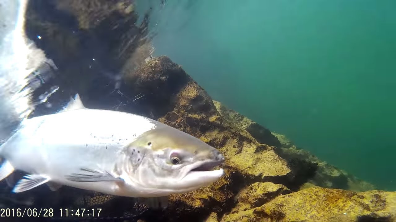 Salmon del Cares a mosca (Flyastur Guias de Pesca)