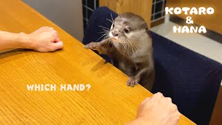 Funny Reaction When Otter Makes the Wrong Choice | Guess Which Hand!