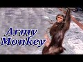 How To Make Fun With Monkeys - Everyday Monkey Funny Videos WONDERFUL MATING