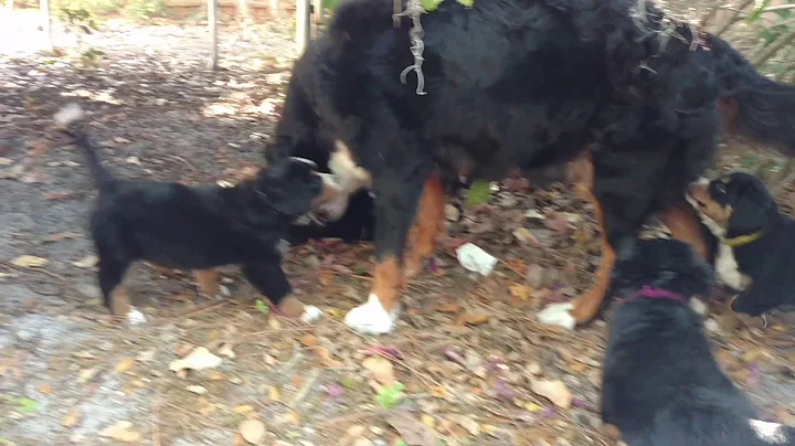 A mother and her pups!