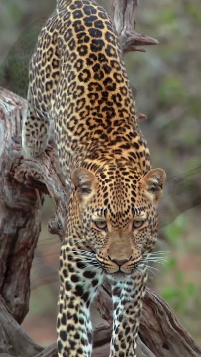 Spotted Predator Strikes! Jaguar's Perfect Ambush in Action 🐆