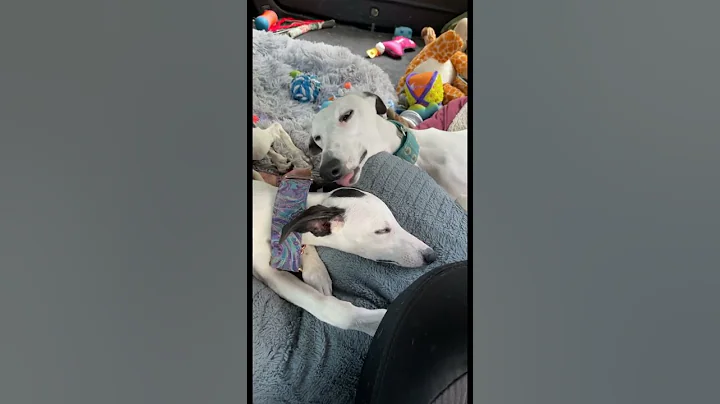 How much does Petrie LOVE his little Whippet sister? #shorts