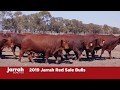 Jarrah genetics 2019 jarrah red sale bulls