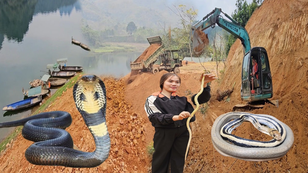 excavator and truck construction Fill the lake to build a house