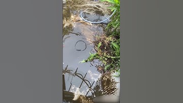 Cả Buổi Chìm Đắm Trong Phân Cá Koi #zenkoifarm #cákoi #koifish #koi #cakoinhat #shorts