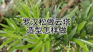 罗汉松做云塔怎样修剪How to prune podocarpus to make a cloud tower