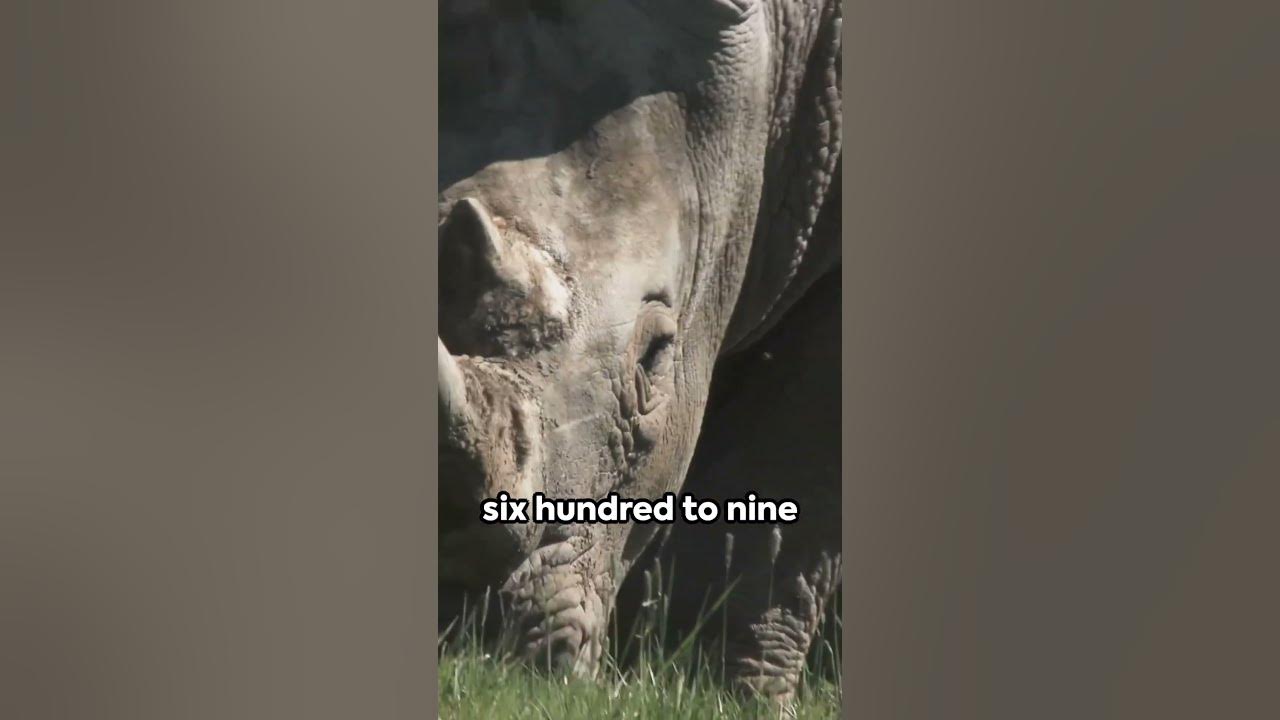 Top Heaviest Land Animals facts animals heavyduty wildlife top-heaviest-land-animals-facts-animals-heavyduty-wildlife