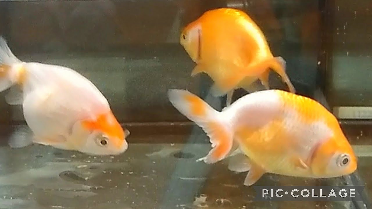 日陰の金魚飼育》【たまには横から見てみよう】【出雲ナンキン】 - YouTube
