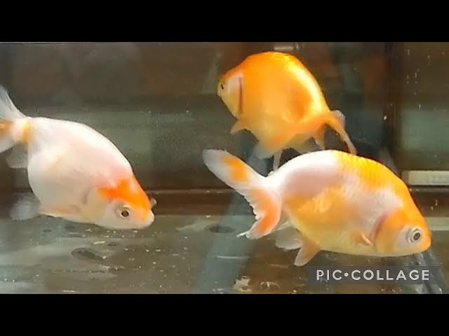 出雲ナンキン　２歳　金魚 天然記念物】侘び寂び金魚をお迎えしたら可愛すぎた…！【出雲ナンキン
