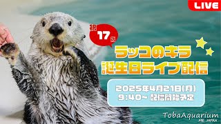 《鳥羽水族館》ラッコ「キラ」㊗17歳！誕生日ライブ配信