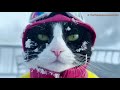 【Sora2】猫がスノボで遭難。逆エッジで顔面崩壊し巨大雪玉と化す物理演算の限界12連発【AI生成実写コメディ】